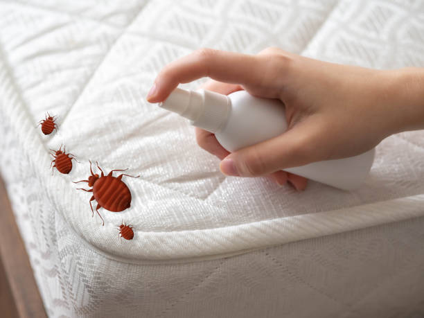 Best Spider Control Near Me  in Blue Earth, MN