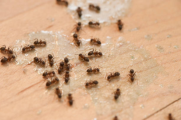 Best Ant Control Services  in Blue Earth, MN